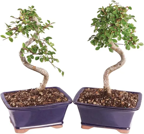 Brussel's Bonsai Árbol bonsái de olmo chino vivo, al aire libre, paquete de 2 – pequeño, 5 años de edad, 6 a 8 pulgadas de alto – incluye macetas