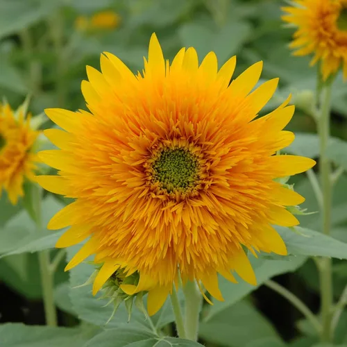 Miniatura 47 de Eden Brothers Semillas de girasol - Autumn Beauty