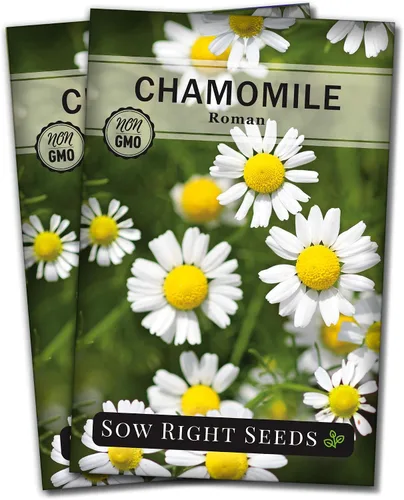 Miniatura 7 de Sow Right Seeds - Semillas de manzanilla romana para plantar - Paquete de reliquia sin OMG con instrucciones para cultivar un jardín de té