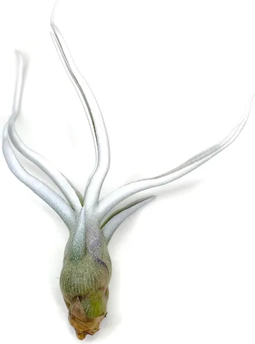 Miniatura 9 de Planta de aire Bulbosa, planta de aire vivo de Guatemala Tillandsia, llegada saludable garantizada, gran planta de interior, decoración del hogar