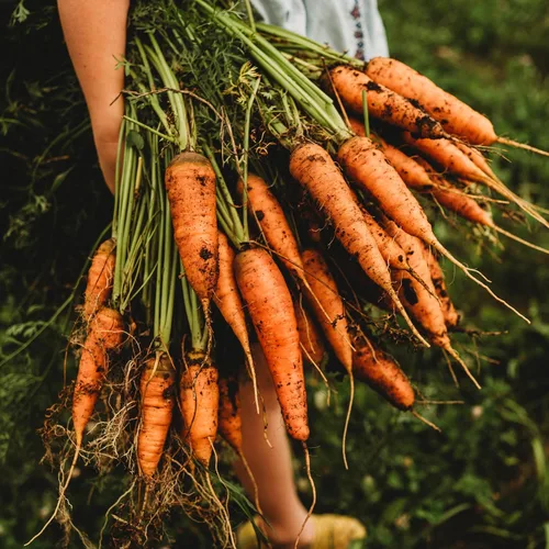 Miniatura 5 de Zanahoria Chantenay - 150 semillas - Variedad tradicional y polinizada abierta, semillas de vegetales sin OMG para plantar en interiores