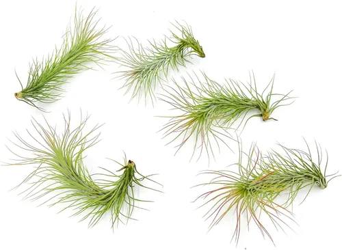 Miniatura 8 de ragnaroc Planta de Aire Viva – Tillandsia Capiput, Jumbo 6-9” - 2 unidades - Llegada Viva Garantizada - Plantas de Casa para Decoración del Hogar
