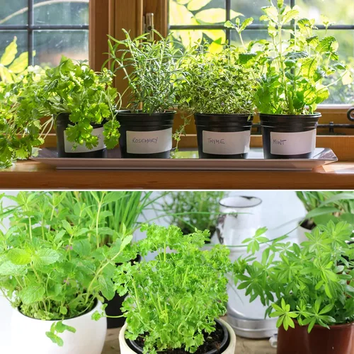 Miniatura 6 de Mezcla de tierra orgánica para macetas Doter para todos los contenedores pequeños de interiores y exteriores, incluyendo hierbas, hortalizas