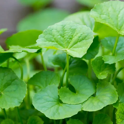 Miniatura 5 de 1100 Green Gotu Kola Seeds - Hat Rau Ma - Semilla de hoja grande Centella Asiática Vegetal Indian Pennywort Sin OMG Orgánico Heirloom
