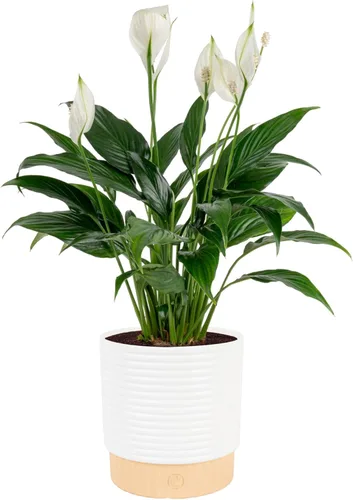 Miniatura 10 de Costa Farms Peace Lily - Planta viva en maceta decorativa, planta de interior purificadora de aire, perfecta para decoración del hogar, habitación u