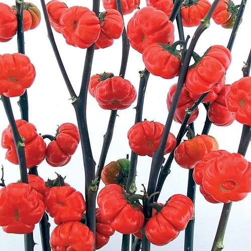 Semillas de calabaza para plantar (10 semillas) - Semillas de calabaza, calabaza y calabaza exóticas y difíciles de encontrar - Semillas de huerto