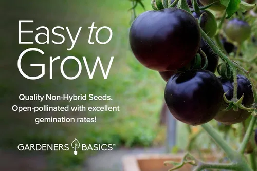 Miniatura 6 de Gardeners Basics, 5 semillas de tomate raras para plantar, paquete variado de semillas de tomate reliquia, púrpura Cherokee, Krim negro, piña, cebra