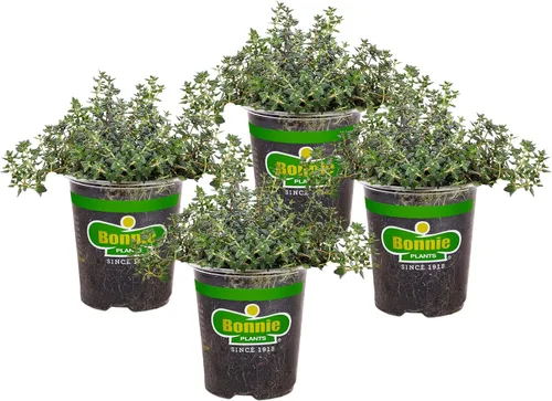 Miniatura 11 de Bonnie Plants Tomillo Inglés 19.3 oz. Paquete de 4