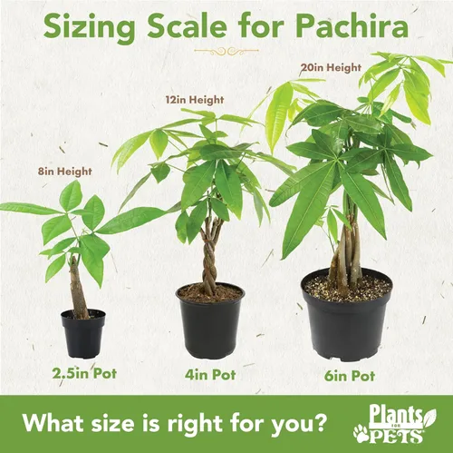 Miniatura 5 de Planta de Árbol de Dinero Viva, Árbol de Dinero Pachira Aquatica, Árbol de Dinero Feng Shui Pachira Aquatica, Planta Pachira Bonsai en Maceta
