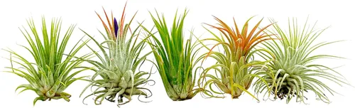 ragnaroc Plantas de aire - Paquete de Tillandsia Ionantha, Regular 1-3" - 5 unidades - Llegada viva garantizada - Plantas de casa para decoración