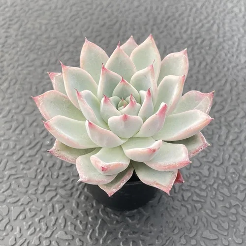 Miniatura 4 de Sprout N Green Echeveria 'Aranjuez', planta suculenta viva totalmente enraizada en maceta de 2 pulgadas, planta para interiores y exteriores, hogar