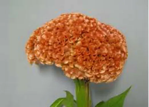 Miniatura 4 de ¡Enorme cerebro Celosia! Crazy Mixed Colors 100 Semillas. ¡Peina! ¡Planta Amish Vieja!
