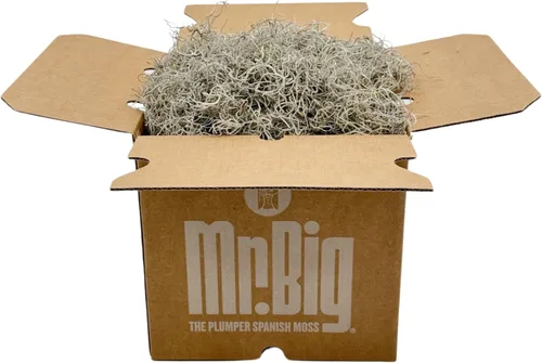 Miniatura 6 de Quality Growers - Mr. Big Fresh Spanish Moss (The Plumper Spanish Moss) - Manualidades, decoración del hogar, proyectos de arte, diseño y bricolaje