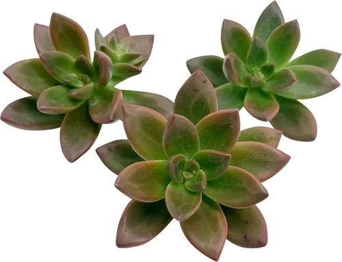 Miniatura 15 de Tallos de Suculentas Vivas (3 Sedum Morganianum Colas de Burro), Plantas Suculentas Vivas, Planta Suculenta SIN Raíces, Plantas de Casa Vivas