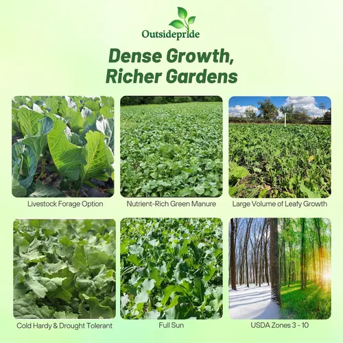 Miniatura 2 de Outsidepride Bayou - Semillas de col rizada – 5 libras anuales, versátiles y tolerantes al frío, semillas de cultivo de cobertura para plantar