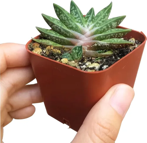 Miniatura 3 de Gasteria Little Warty (2 pulgadas) Ideas únicas de regalo para suculentas Suculentas vivas saludables totalmente arraigadas para decoración