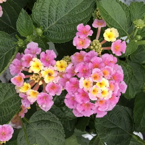 Miniatura 4 de Lantana - Planta viva para plantar al aire libre, juego de 2 plantas Lantana vivas, de 4 a 7 pulgadas de alto, plantas perennes Lantana, listas