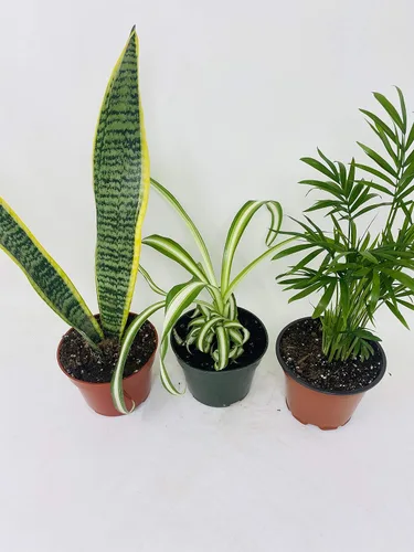 Miniatura 2 de Colección de plantas de interior - Palma de salón, planta araña, planta de serpiente