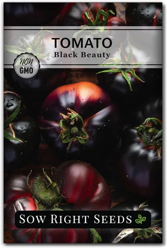 Sow Right Seeds - Semillas de tomate Black Beauty para plantar - Paquete de reliquia sin OMG con instrucciones para plantar un huerto en el hogar al