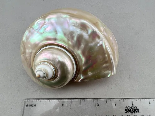 Miniatura 5 de Cangrejo ermitaño de concha turbo perlado blanco muy grande 5