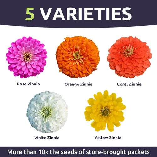 Miniatura 3 de Zinnia Lilliput Mix - Paquete grande de 1 onza - 4,000 semillas de flores para plantar - Zinnia elegans