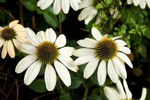 Miniatura 7 de 25 semillas de flor de hierba blanca y naranja rojo amarillo púrpura rosa blanco