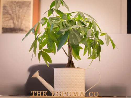 Miniatura 5 de Espoma Alimento orgánico concentrado para plantas de interior de 8 onzas, fertilizante para plantas de interior para plantas grandes y pequeñas como