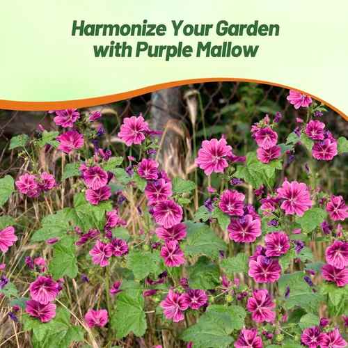 Miniatura 6 de Outsidepride Bibor Felho - Semillas de Hollyhock francés – 50 piezas de semillas perennes de color morado veteado y magenta, semillas de flores
