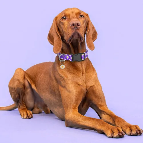 Miniatura 2 de Lindos collares para perros, collar suave de flores florales con dijes de margaritas para perros medianos (M, morado)