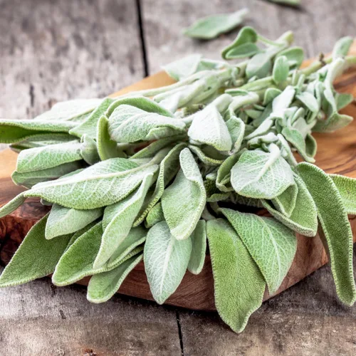 Miniatura 7 de Seed Needs Semillas de salvia para plantar hierbas de hoja ancha, semillas de hierbas culinarias sin OMG y sin tratar para plantar un jardín