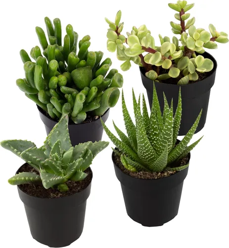 Altman Plants, Plantas suculentas surtidas vivas para el hogar (4 paquetes), plantas suculentas para oficina y hogar, plantas vivas para interiores,