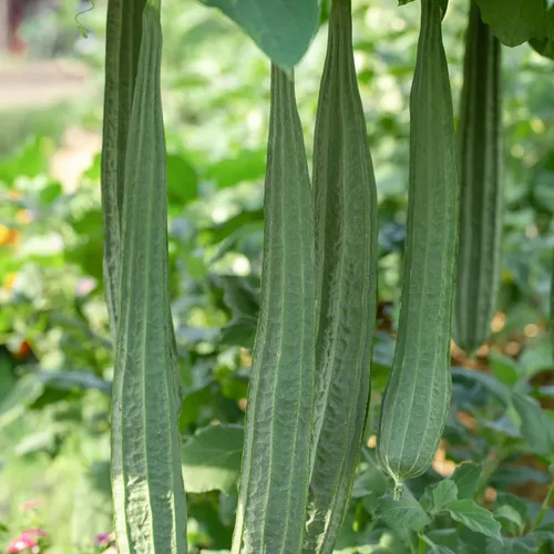 Miniatura 4 de Más de 35 semillas de calabaza Luffa para plantar, semillas de vegetales tradicionales sin OMG para jardín y hogar, ideal para esponjas o vegetales