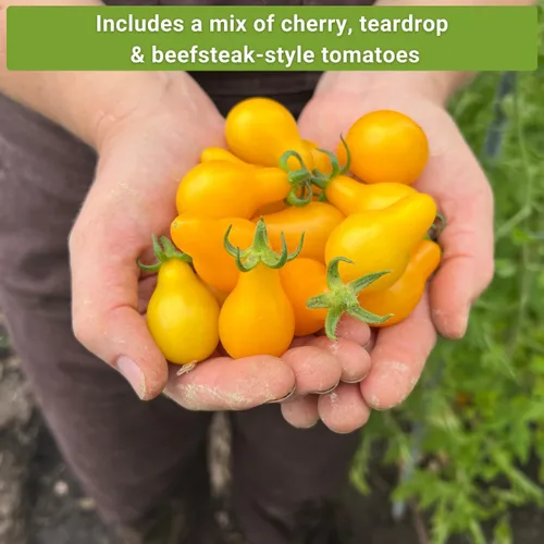Miniatura 5 de Sow Right Seeds - Colección de semillas de tomate amarillo y naranja para plantar - Brandywine, Jubilee, Kellog's Breakfast, pera amarilla y cereza