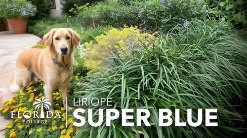 Miniatura 2 de Super Blue Liriope 3 plantas vivas Liriope Muscari Ideal para bordes y cobertura del suelo Resistente y de bajo mantenimiento