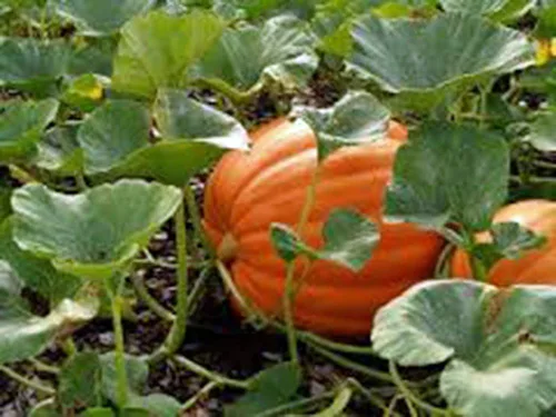 Miniatura 2 de Semilla de calabaza, Mammoth Gold, Heirloom, orgánico, sin Gmo 500 semillas, calabazas grandes