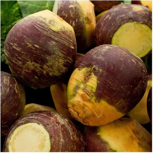 Miniatura 3 de Everwilde Farms - 500 semillas de Rutabaga American Purple Top - Paquete de semillas jumbo Gold Vault