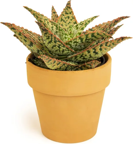 Miniatura 20 de Plantas suculentas de aloe vivo (paquete de 3), plantas suculentas viven en tierra para macetas, plantas suculentas en maceta, plantas vivas de Negro