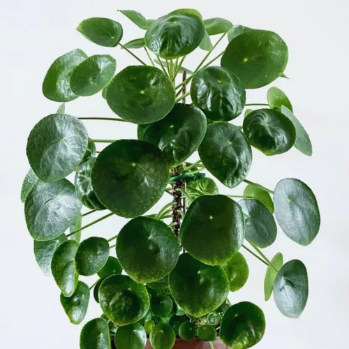 Miniatura 4 de 3 plantas de Árbol del Dinero vivas, Plantas vivas de Pilea Peperomioides, de 12 a 18 cm de altura, Plantas vivas de Pilea Peperomioides