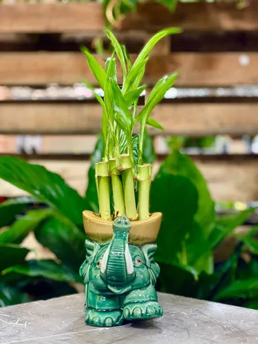 Miniatura 3 de Jarrón para plantas de bambú de la suerte de interior Maceta de cerámica de moda para bambú de la suerte, regalo para apertura de negocios
