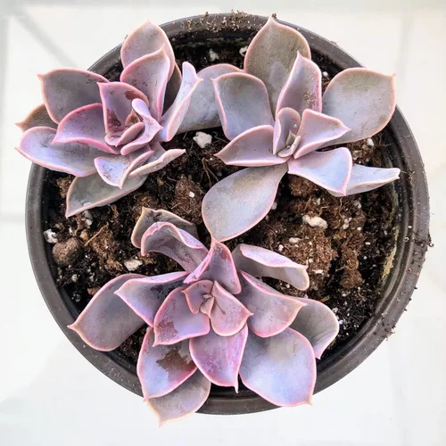 Miniatura 6 de Blissful Echeveria Alpen Glow 4" Pot Live Succulent Pink Purple Rosette Plant Easy 2 Grow, Perfect for Wedding, Party Favor and Succulent