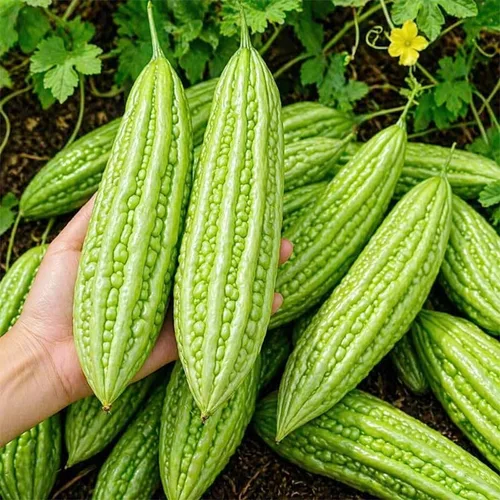 Miniatura 3 de 45 semillas de melón amargo para plantar semillas de calabaza amarga reliquia de amargo sin OMG