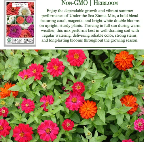 Miniatura 3 de Semillas de zinnia "Under The Sea Mix" para plantar, más de 200 semillas de flores por paquete, semillas de jardín de Isla