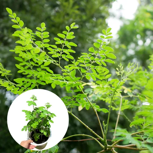 Miniatura 3 de Planta viva de árbol de Moringa, Malunggay de 6 a 8 pulgadas de alto Plantas vivas de Moringa, Árbol de rábano de caballo, Plantas de hierba