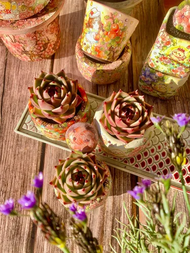 Miniatura 4 de Echeveria Agavoides - Kit de suculentas de dragón azul, con maceta de plástico, 1 cabeza de 2 pulgadas, planta viva de 2 pulgadas, suelo comprimido