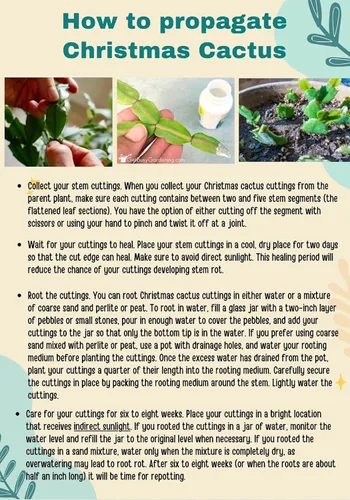 Miniatura 6 de Cactus de Navidad magenta de 2 pulgadas, tolerante a la sequía, fácil de cultivar en interiores y exteriores. Suculento/Cactus.