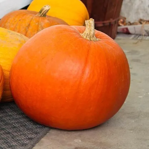 Miniatura 2 de Big Max Pumpkin (Cucurbita Maxima) Vegetable Seeds, Giant Size, Thick, Sweet Flesh, Round, Smooth Shape, High Yields, Seeds by MySeeds.Co, You