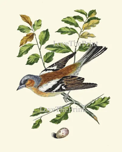 Miniatura 6 de LoveThePrint Beautfiul - Juego de 4 impresiones artísticas de pared de pájaros, bosque antiguo, al aire libre, naturaleza, ciencias naturales