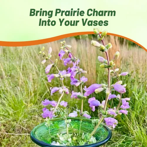 Miniatura 5 de Outsidepride Semillas Penstemon de lengua de barba de hoja de concha para plantar, 2000 semillas de flores perennes con flores aromáticas
