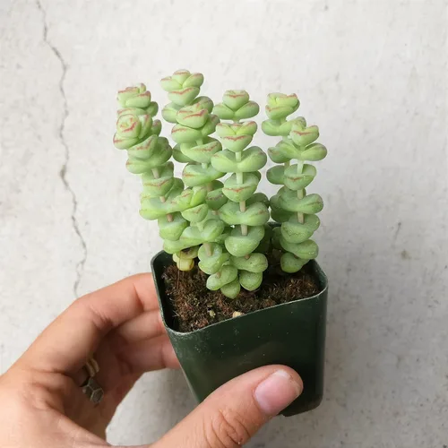 Miniatura 3 de Caja de suculentas Colección única de suculentas de Crassula vivas, fáciles de cultivar, planta de interior para el hogar, totalmente enraizadas