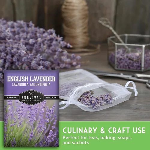 Miniatura 4 de Semillas de lavanda inglesa para plantar (Lavandula angustifolia) – Hierba culinaria comestible con flores fragantes, perenne resistente